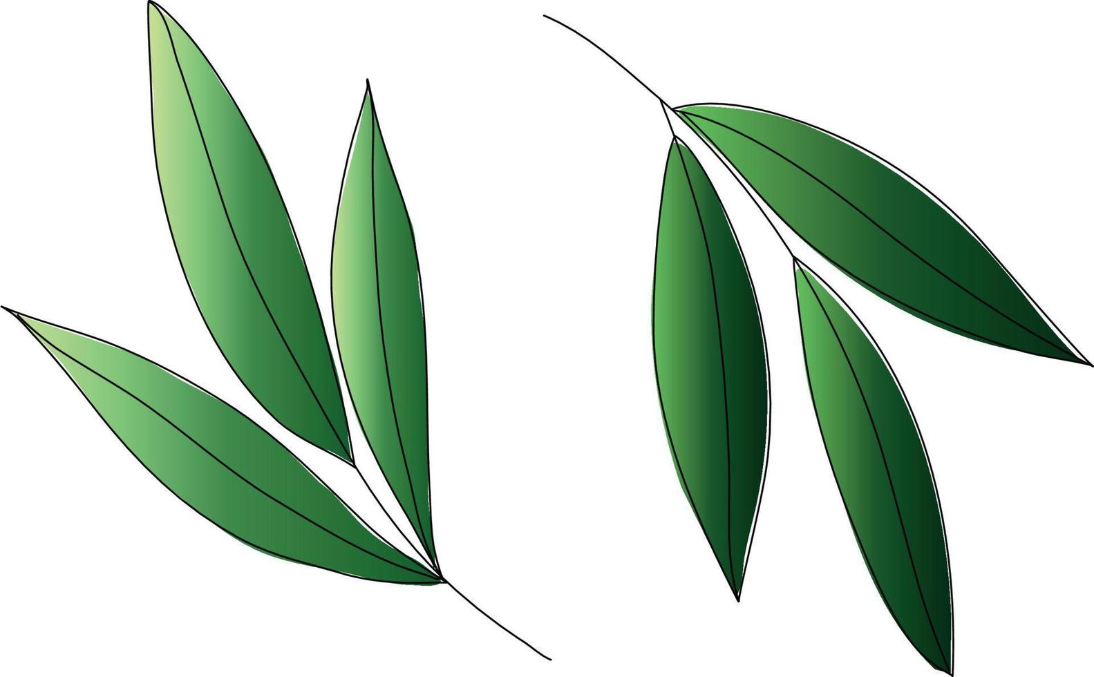 The branches are green. Vector illustration of leaves and a branch. Branches of line art.