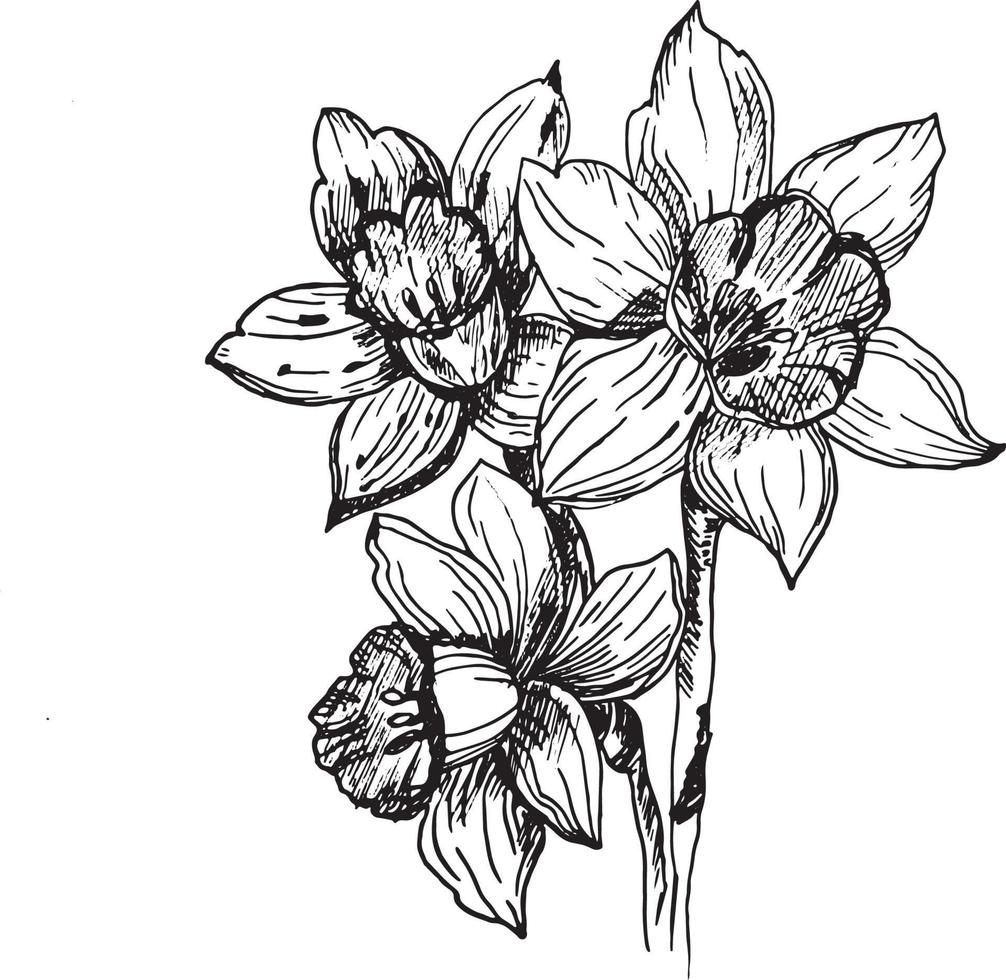 A set of vector illustrations of daffodils. Daffodils highlighted on a white background. A drawing of daffodil flowers in ink, made by hand with ink. Vector graphics of flowers.