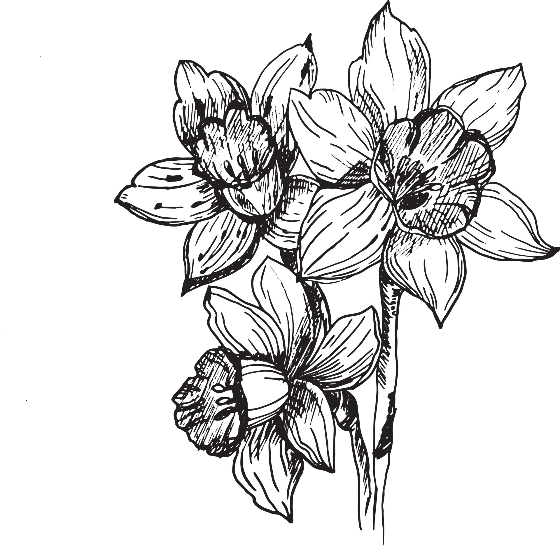 A set of vector illustrations of daffodils. Daffodils highlighted on a