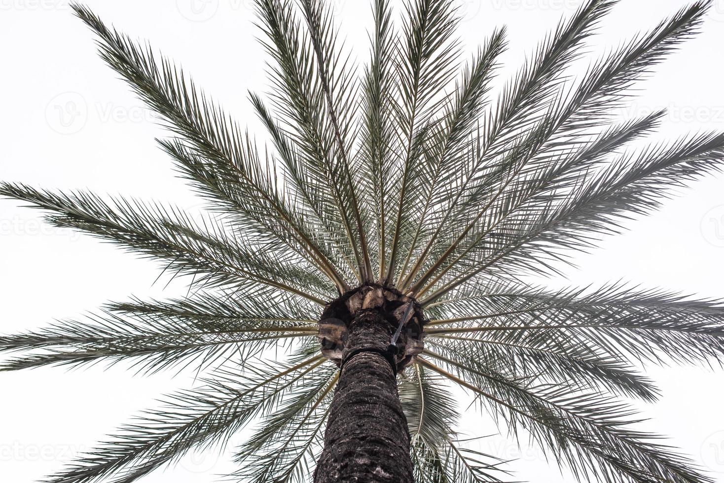 2022 12 31 Genova palm tree photo