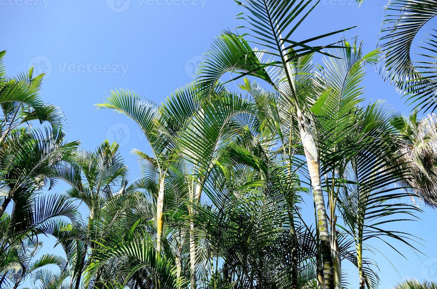 A group of palm trees photo