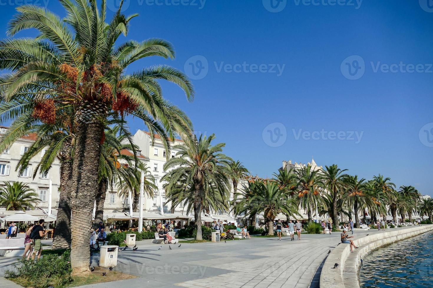 Palm trees along the shore photo