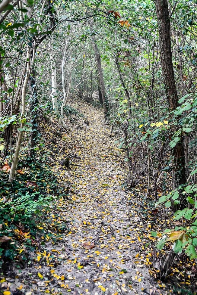 camino a través del bosque foto