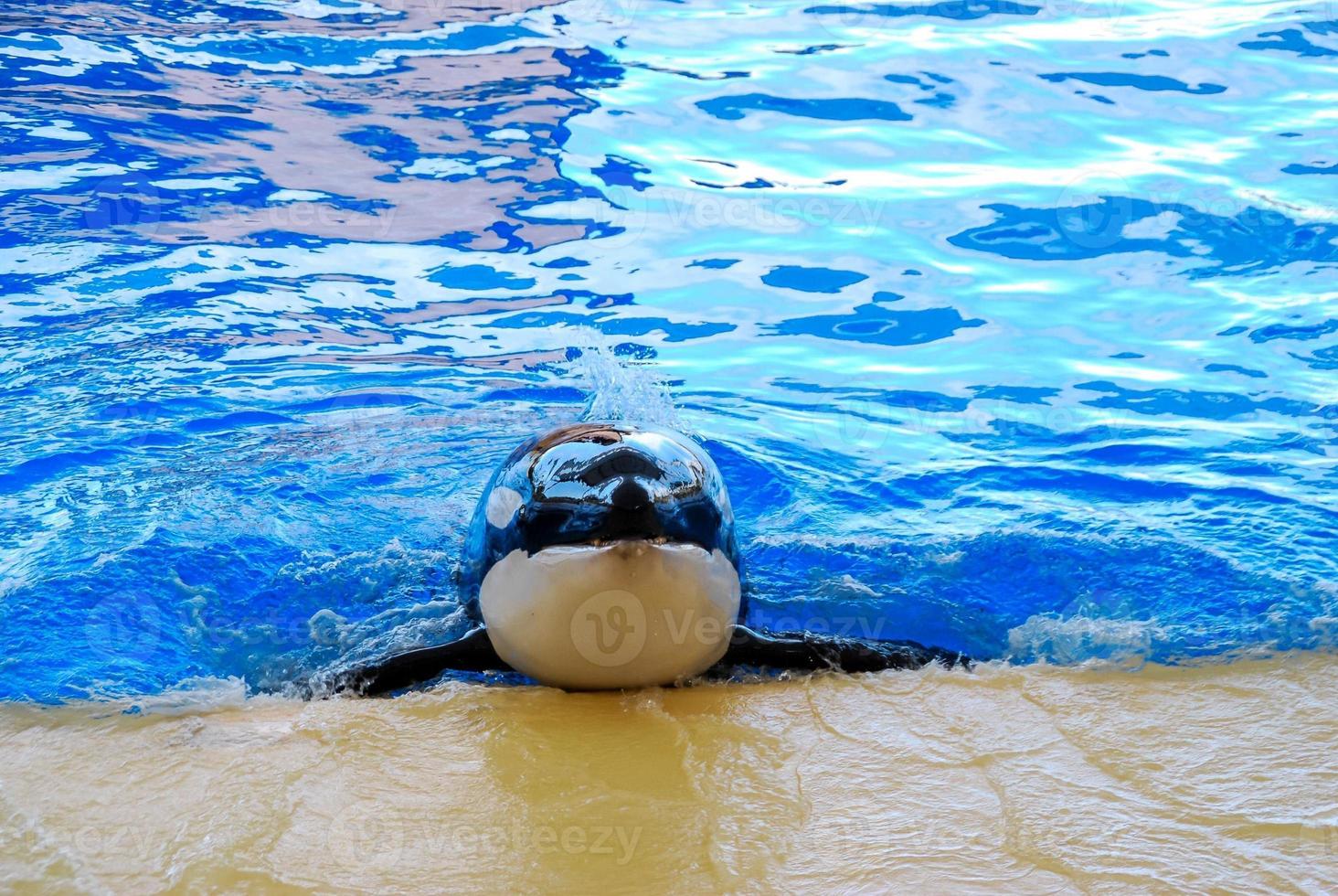 Orca whale swimming photo