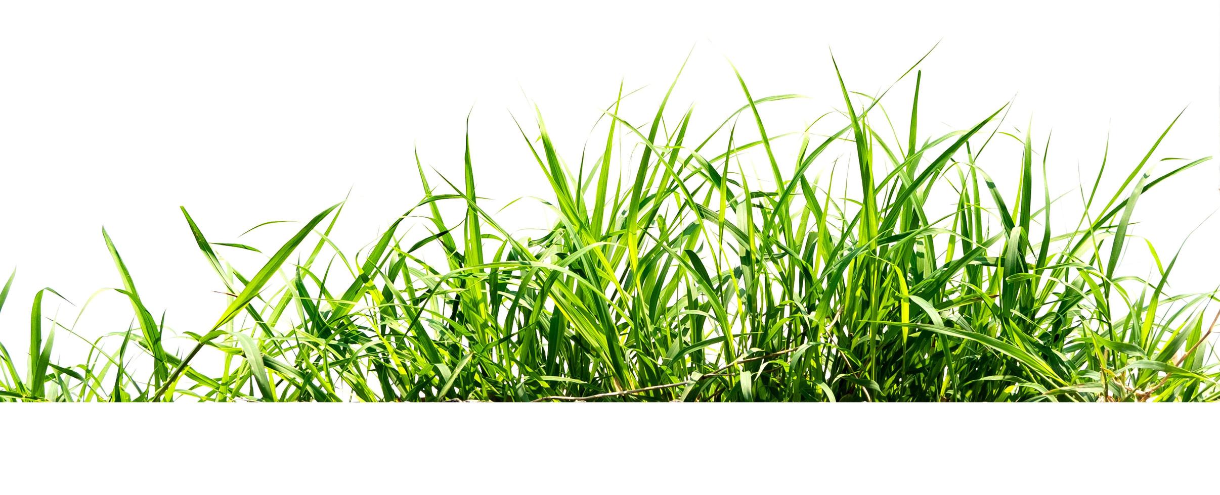 Aislar hierba verde sobre fondo blanco. foto