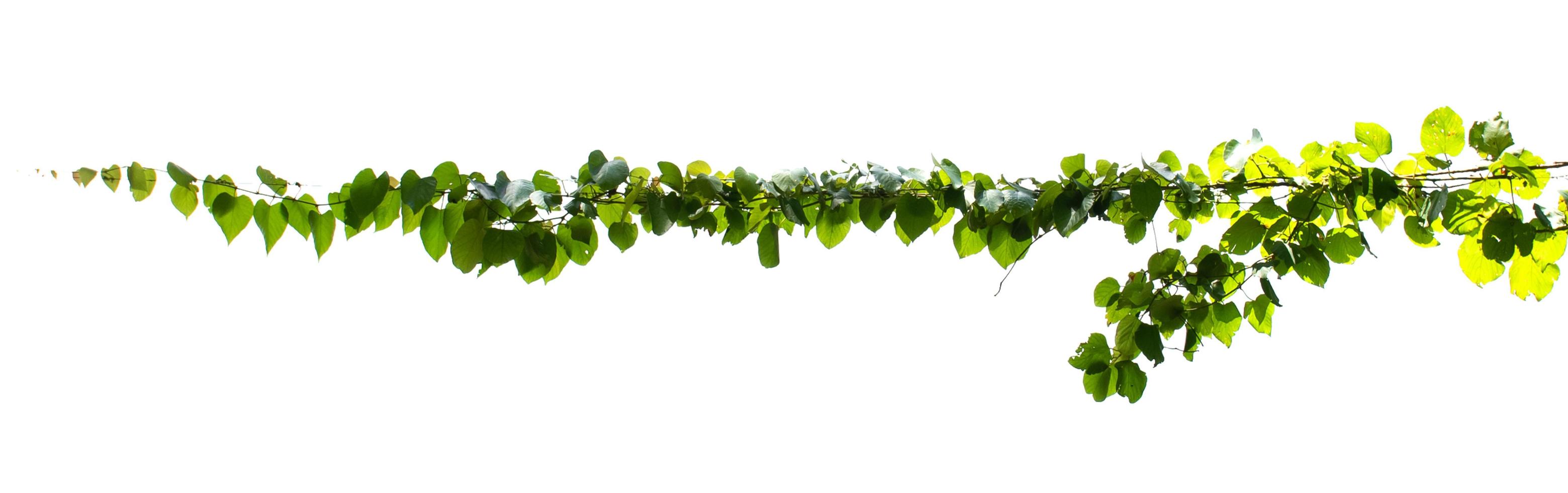 vine ivy plant isolate on white background photo