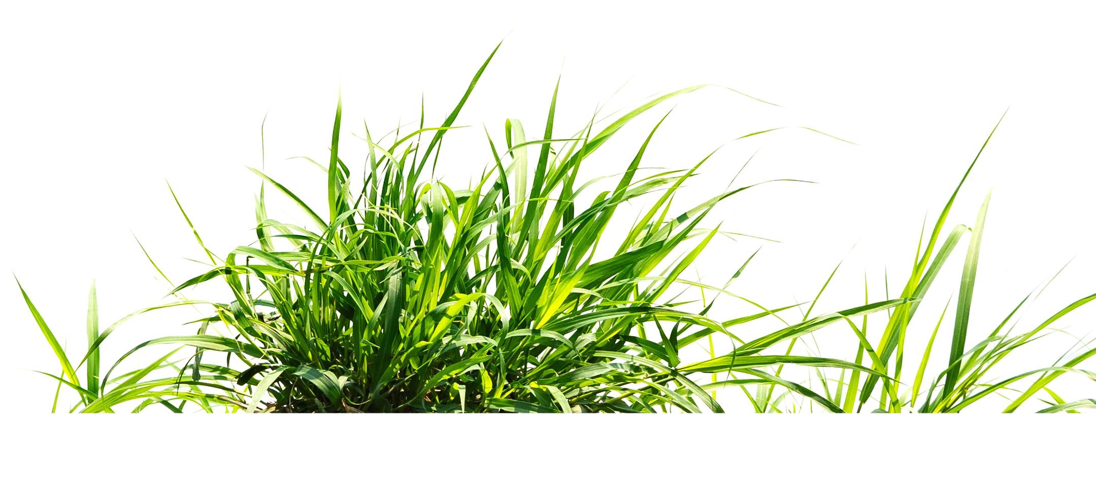 green grass isolate on white background photo