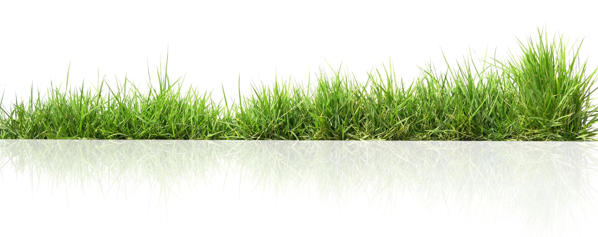 green grass isolate on white background photo