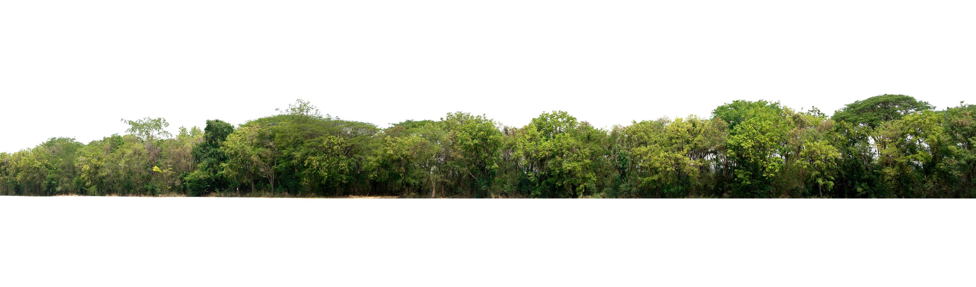 landscape tree isolate on white background photo