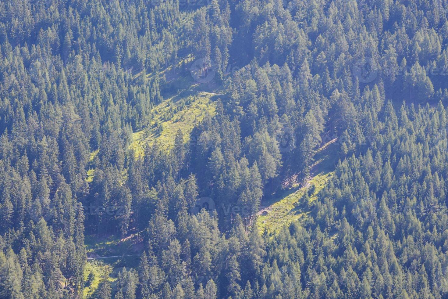 Trees in the forest photo