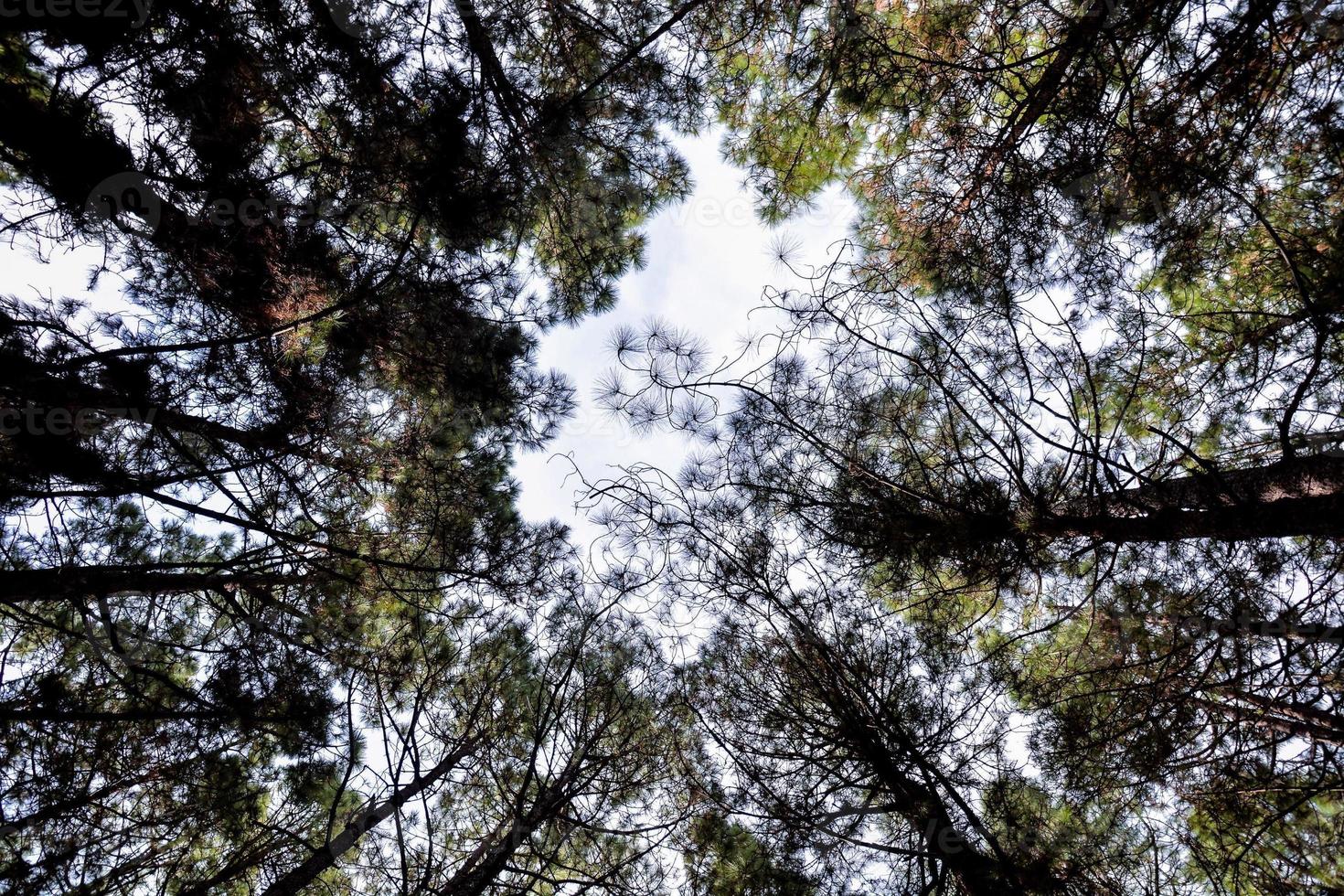 Trees in the forest photo