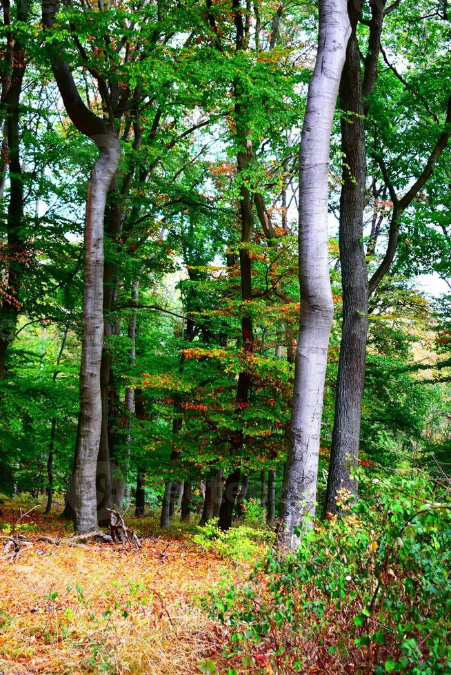 Autumn Forest at the Lake photo