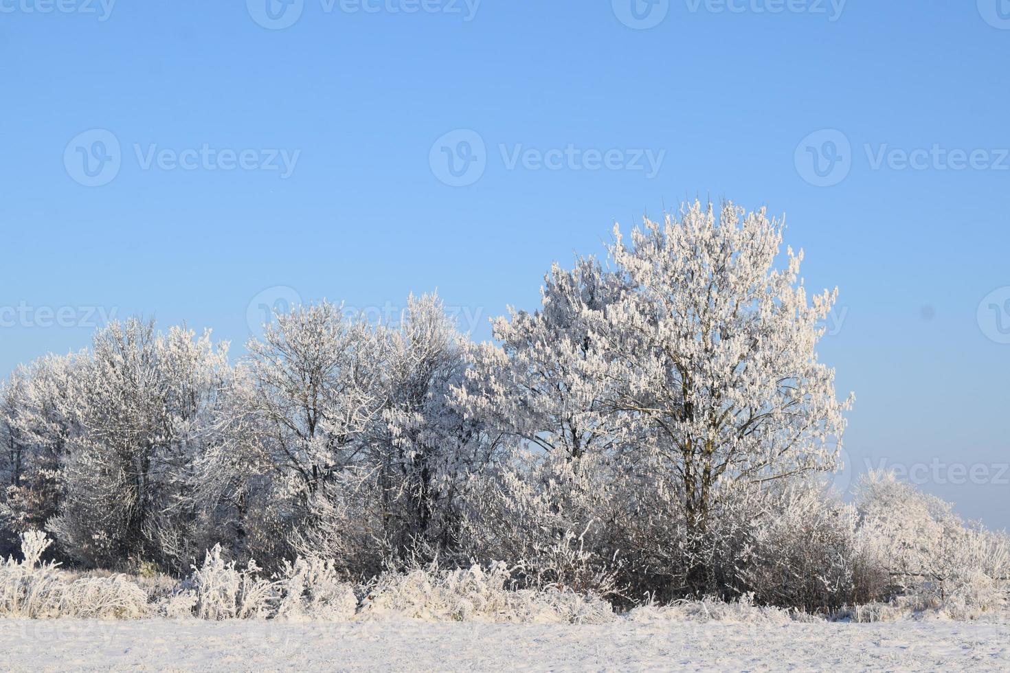 Icy Winter Trees 22210104 Stock Photo at Vecteezy