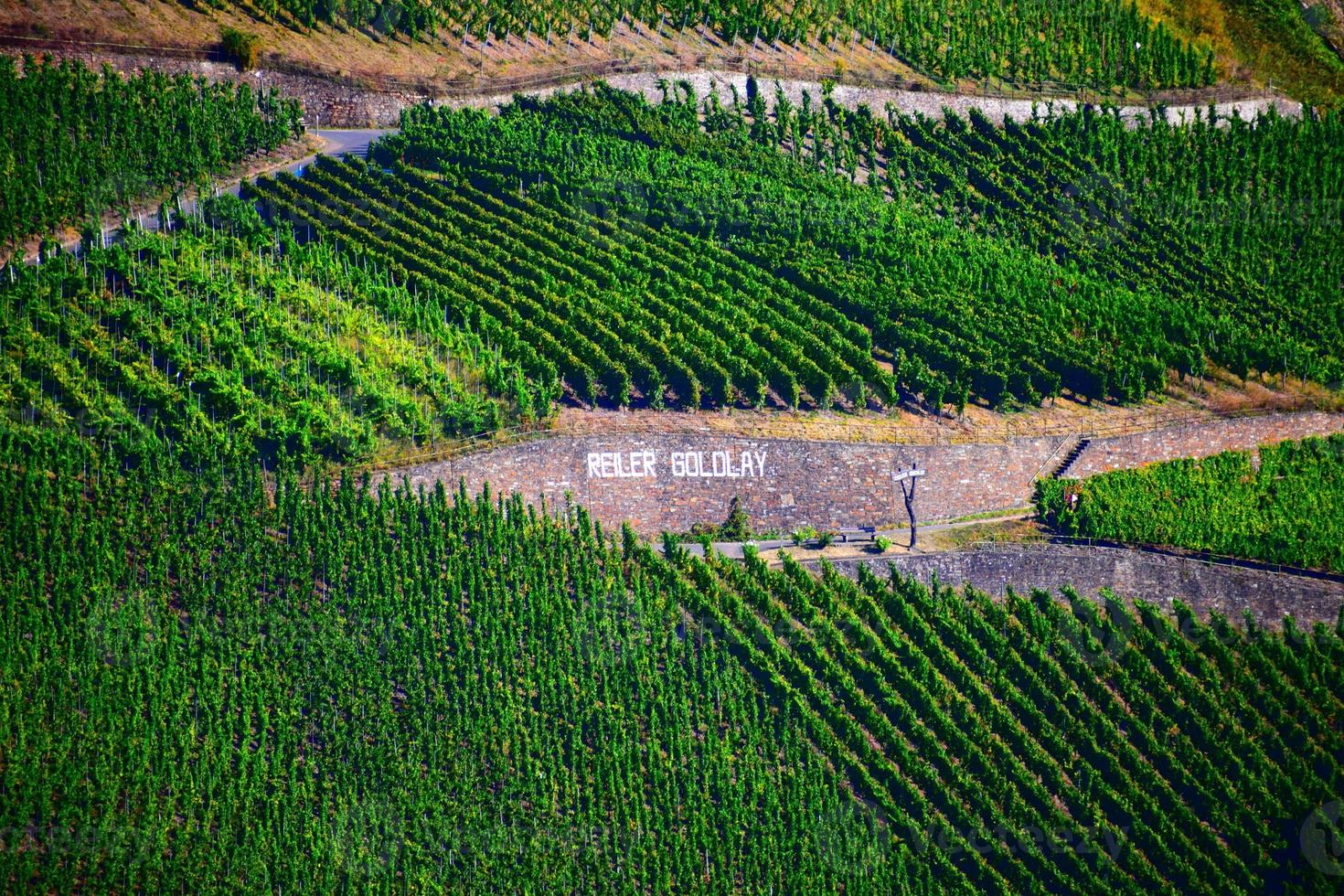Vineyards near Reil photo