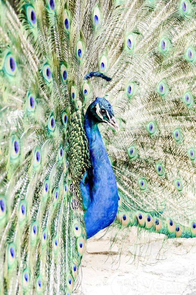 Colourful peacock close up photo