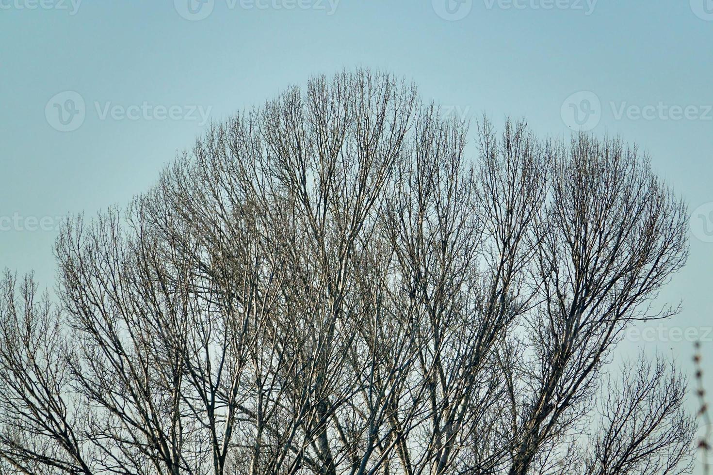 Trees in the forest photo