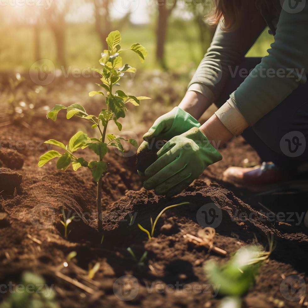 plantando arboles para un sostenible futuro. comunidad jardín y ambiental conservación - promoviendo habitat restauracion y comunidad compromiso en tierra día foto