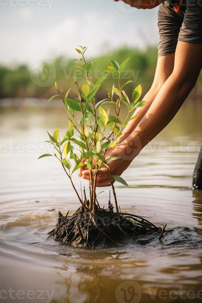 restaurar el línea costera comunidad compromiso en plantando manglares para ambiente conservación y habitat restauracion en tierra día, promoviendo sostenibilidad. tierra día foto