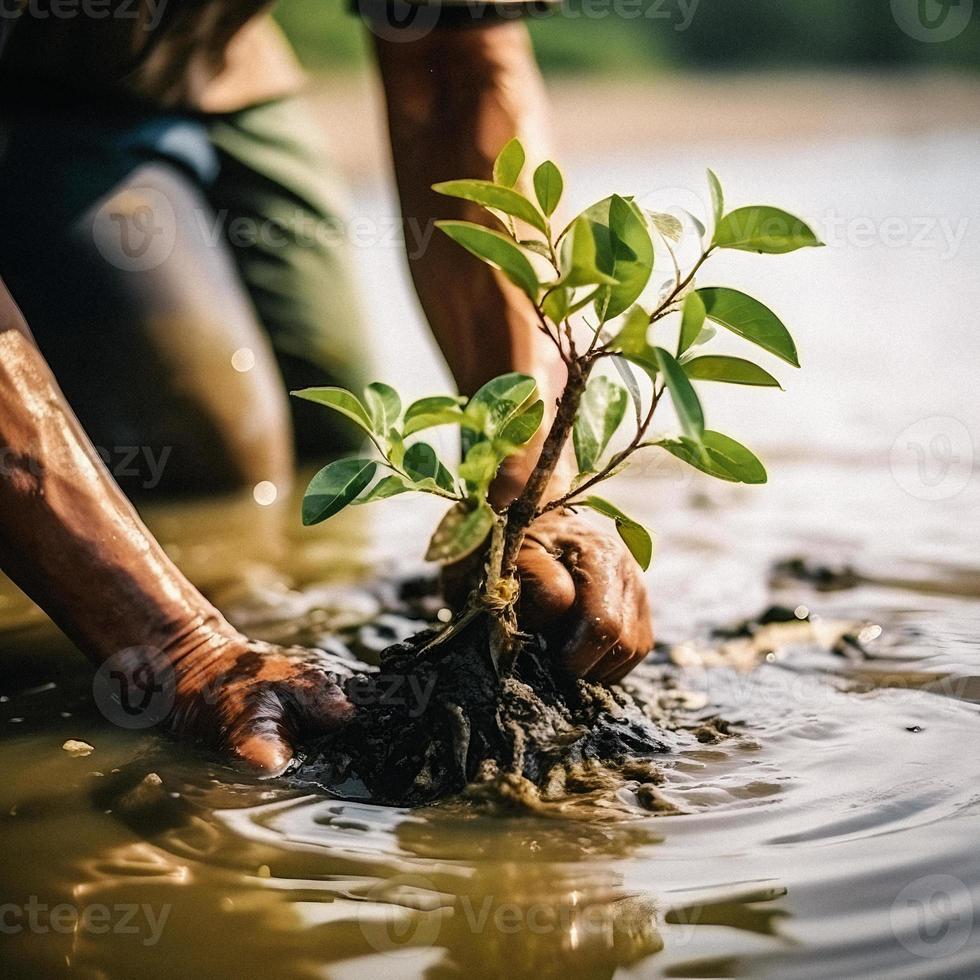 Restoring the Coastline Community Engagement in Planting Mangroves for Environment Conservation and Habitat Restoration on Earth Day, Promoting Sustainability. Earth day photo