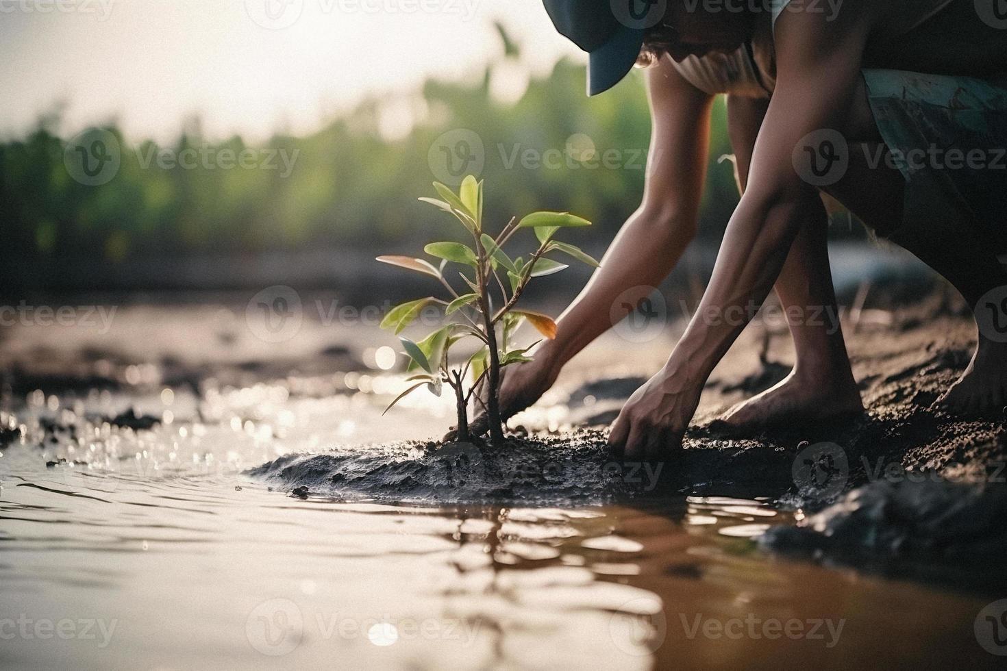 Restoring the Coastline Community Engagement in Planting Mangroves for Environment Conservation and Habitat Restoration on Earth Day, Promoting Sustainability. Earth day photo