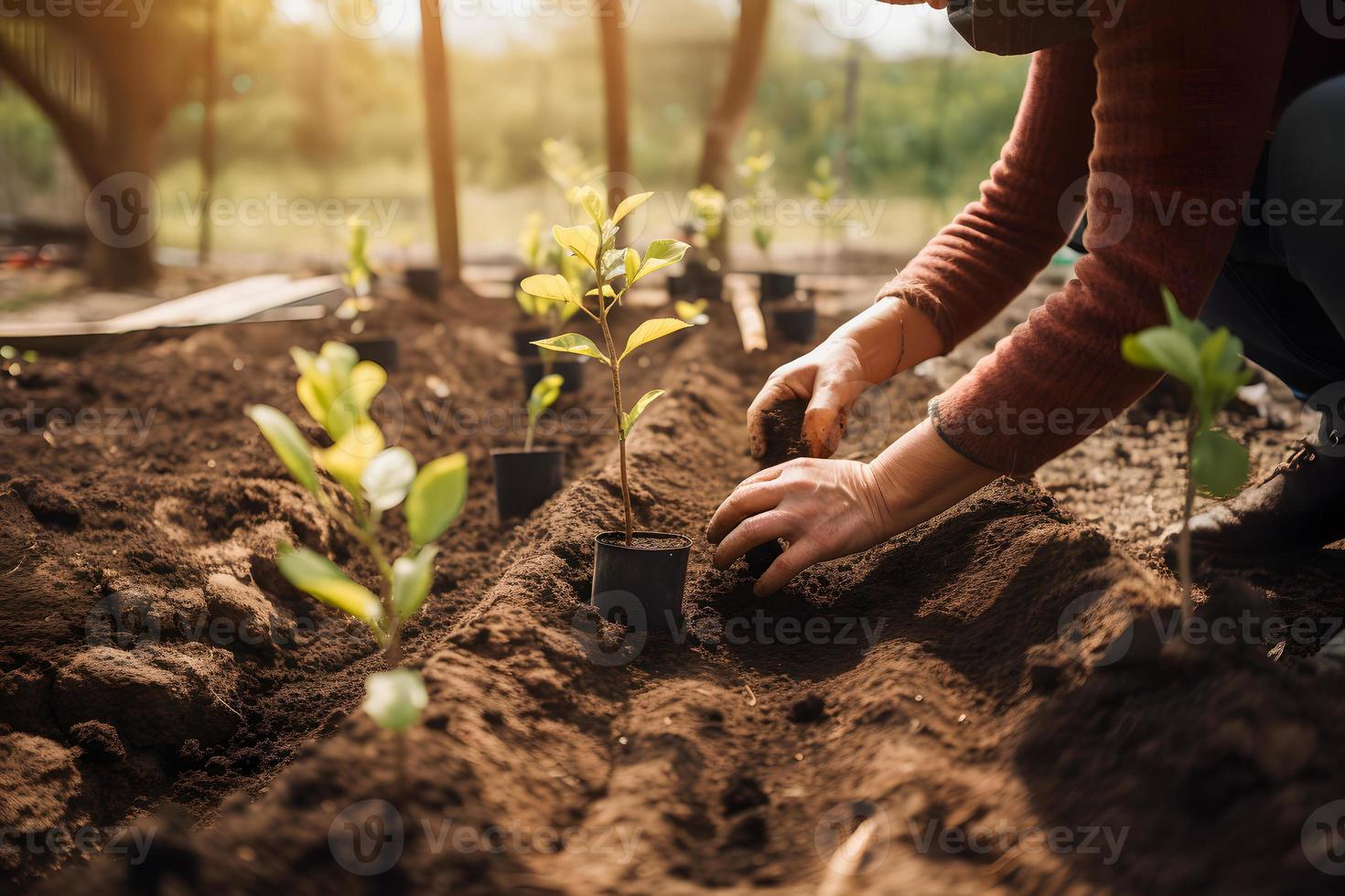 plantando arboles para un sostenible futuro. comunidad jardín y ambiental conservación - promoviendo habitat restauracion y comunidad compromiso en tierra día foto