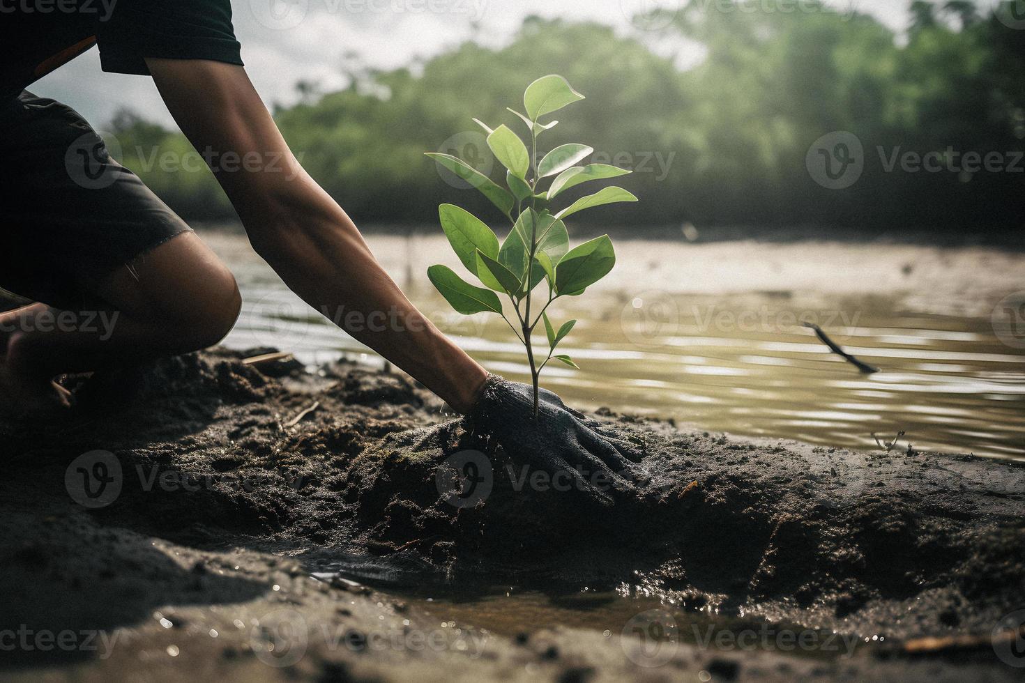 Restoring the Coastline Community Engagement in Planting Mangroves for Environment Conservation and Habitat Restoration on Earth Day, Promoting Sustainability. Earth day photo