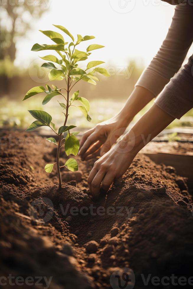 plantando arboles para un sostenible futuro. comunidad jardín y ambiental conservación - promoviendo habitat restauracion y comunidad compromiso en tierra día foto