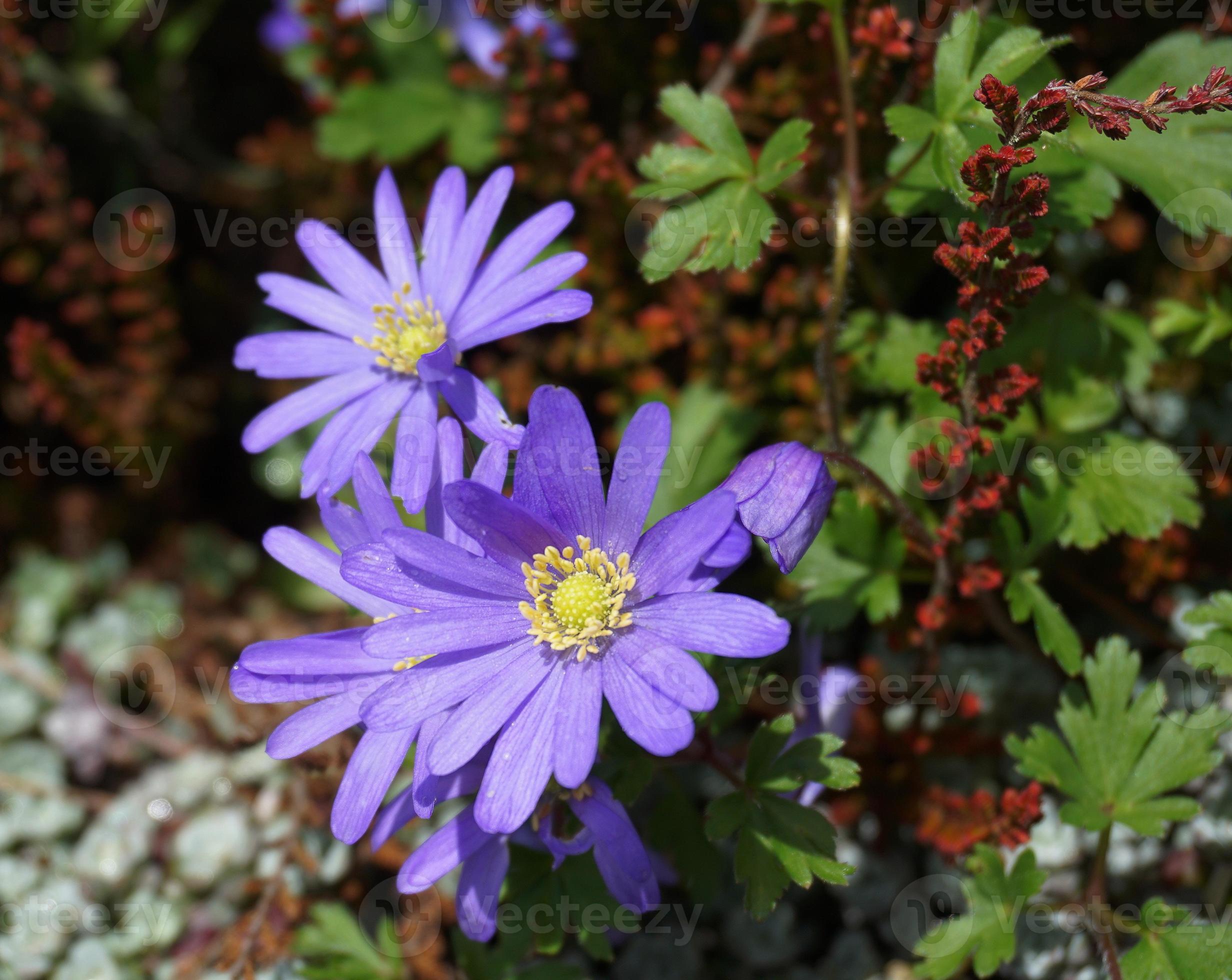 Beautiful blue Anemone Apennina flowers on green grass background close