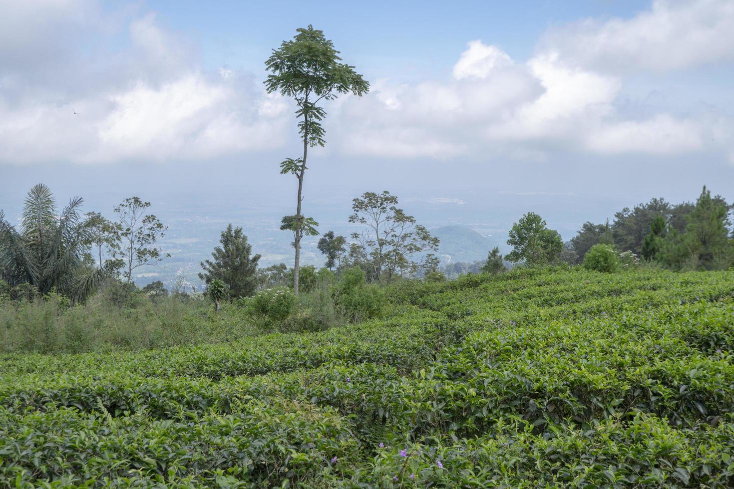 Landscape of green tea garden on the top mountain with cloudy anda blue sky. The photo is suitable to use for environment background, nature poster and nature content media.