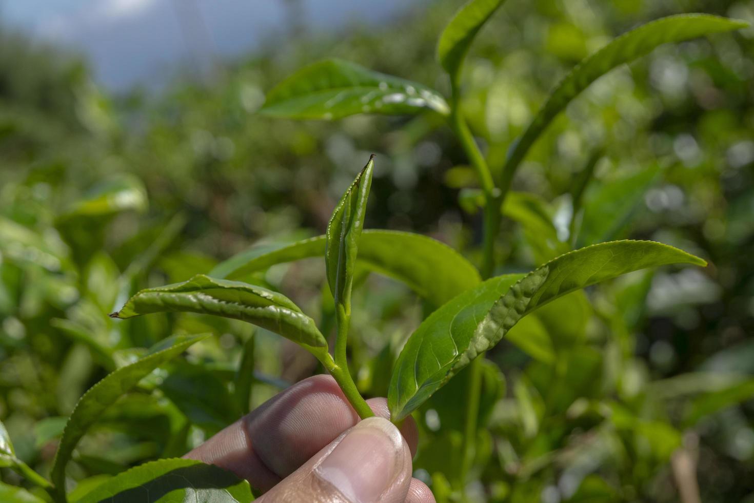 Man holding green tea leaf on the tea garden when harvest season. The photo is suitable to use for Industrial background, nature poster and nature content media.