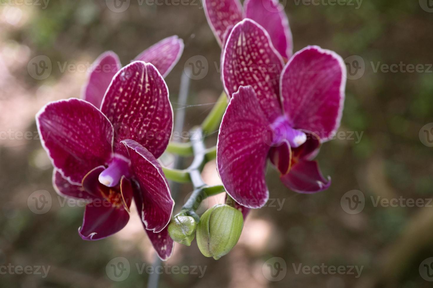 Close up photo of violet orchid flower when blossom on the flower garden. The photo is suitable to use for nature background flower poster and botanical content media.