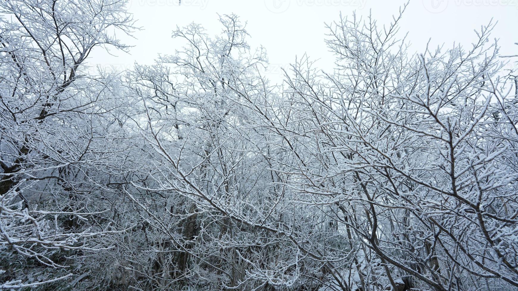 The frozen winter view with the forest and trees covered by the ice and white snow photo