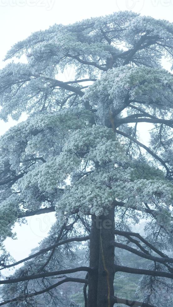 The frozen winter view with the forest and trees covered by the ice and white snow photo