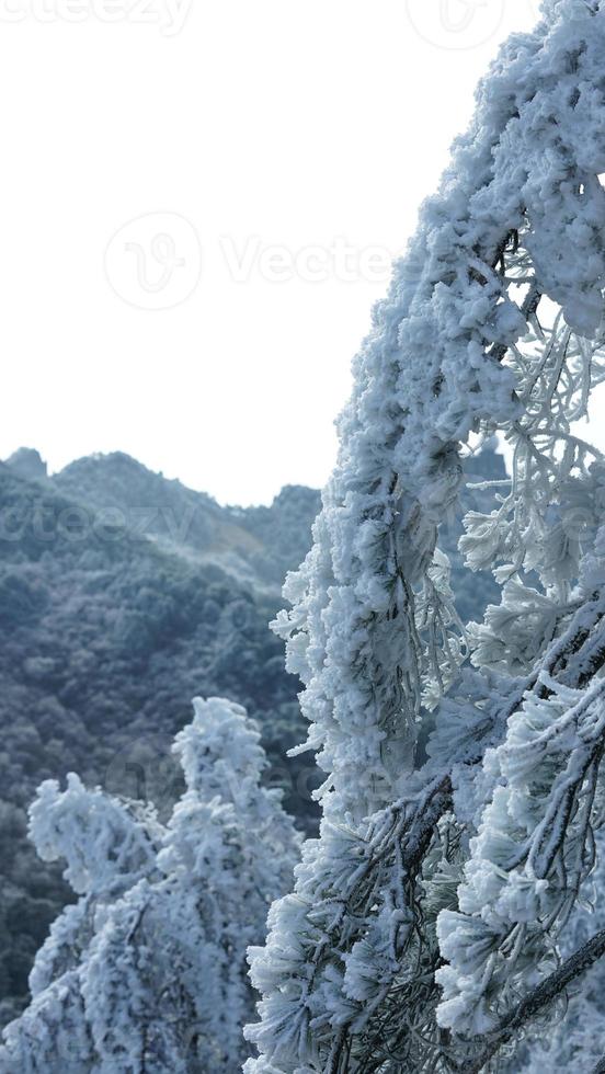 The frozen winter view with the forest and trees covered by the ice and white snow photo