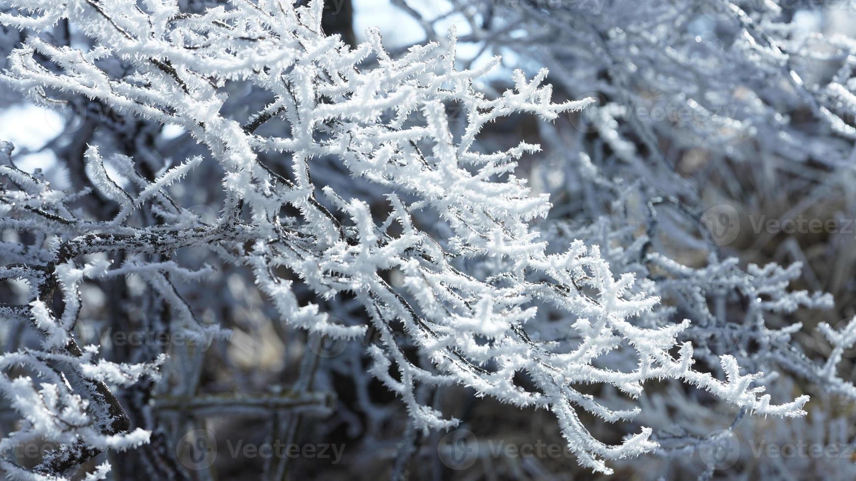 The frozen winter view with the forest and trees covered by the ice and white snow photo