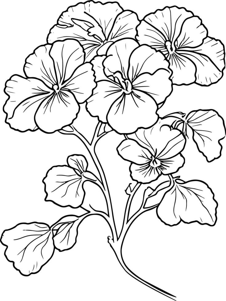 Pansy flower drawing outline, traditional pansy tattoo, pansy line drawing, vector sketch hand drew illustration artistic, simplicity,coloring page isolated on white background.