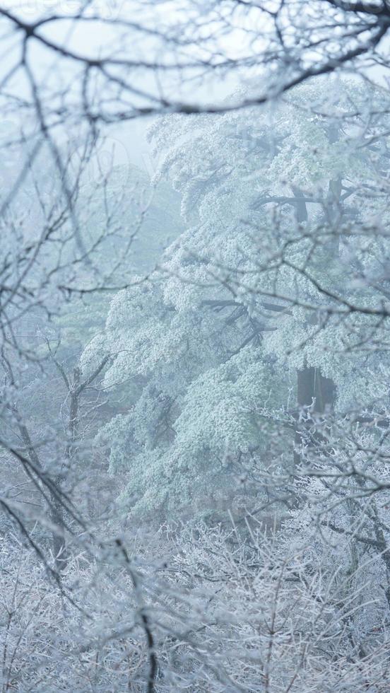 The frozen winter view with the forest and trees covered by the ice and white snow photo