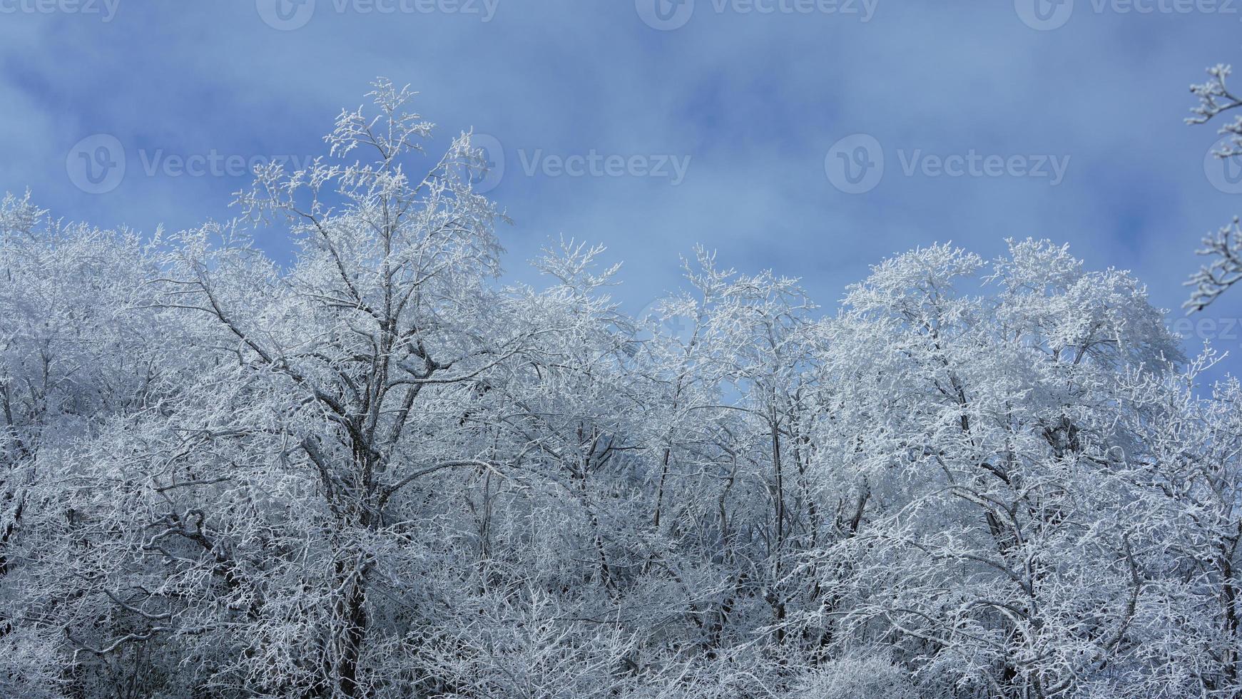 The frozen winter view with the forest and trees covered by the ice and white snow photo