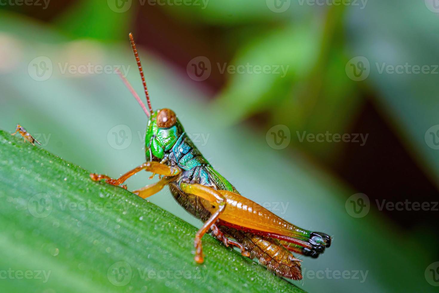 close up macro rainbow grasshopper with baby grasshopper on green leaf photo