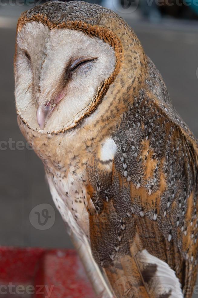 close-up cute face of a barn owl bird photo