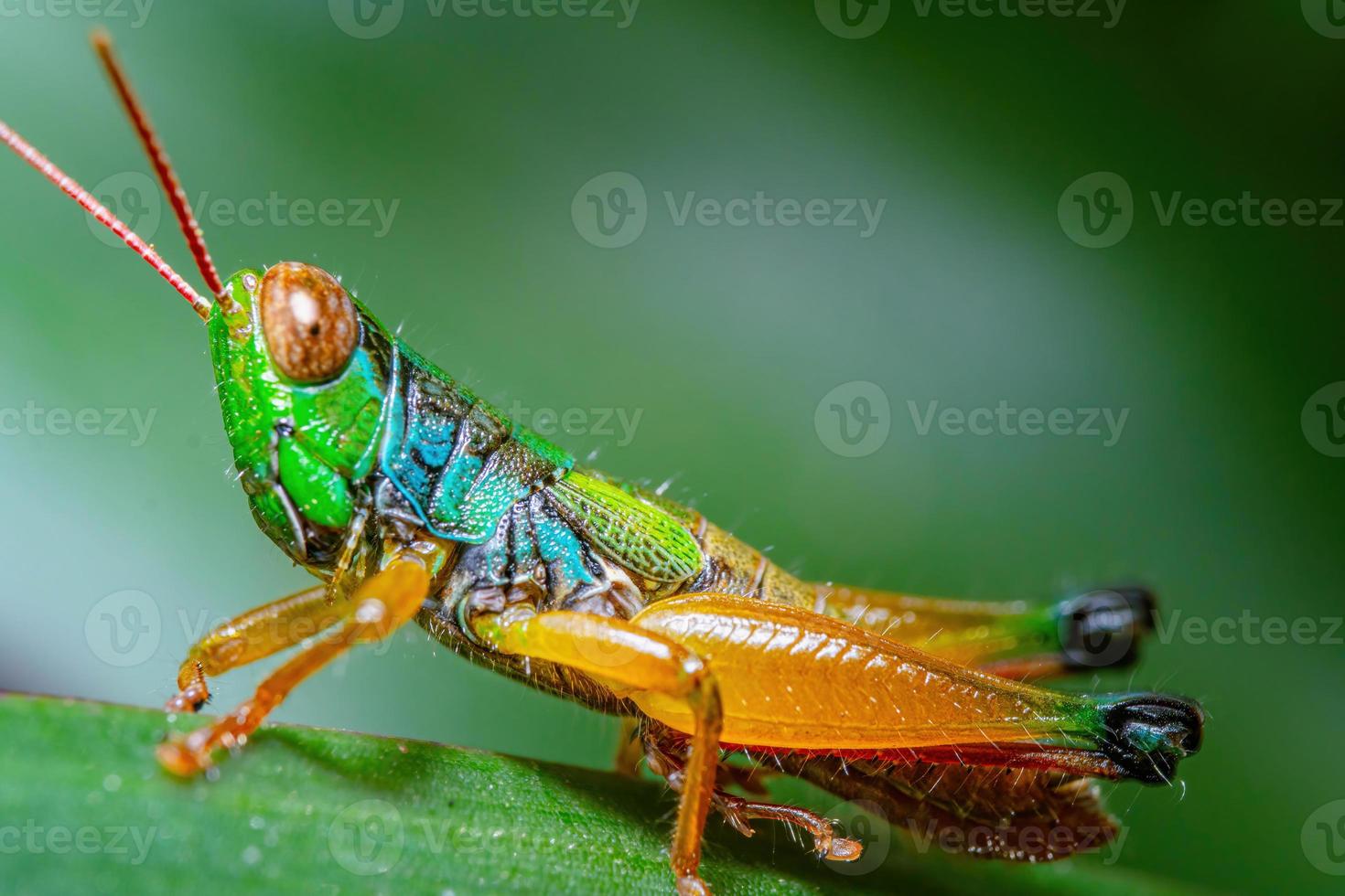 close up macro rainbow grasshopper on green leaf photo
