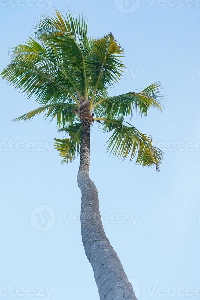 High angle view of coconut tree isolated on the blue sky background photo