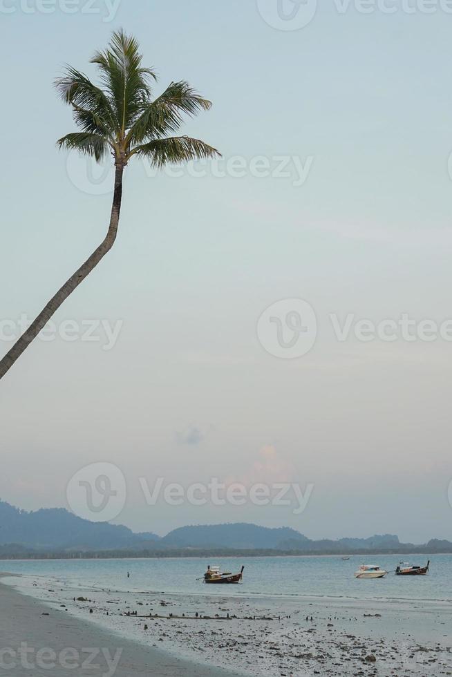 Tall coconut tree grows on the beach with group of boats parking near the beach and blue sky in background photo
