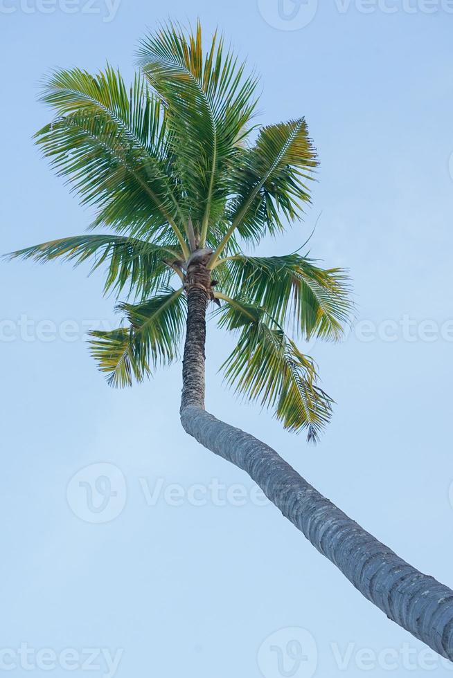 High angle view of coconut tree isolated on the blue sky background photo