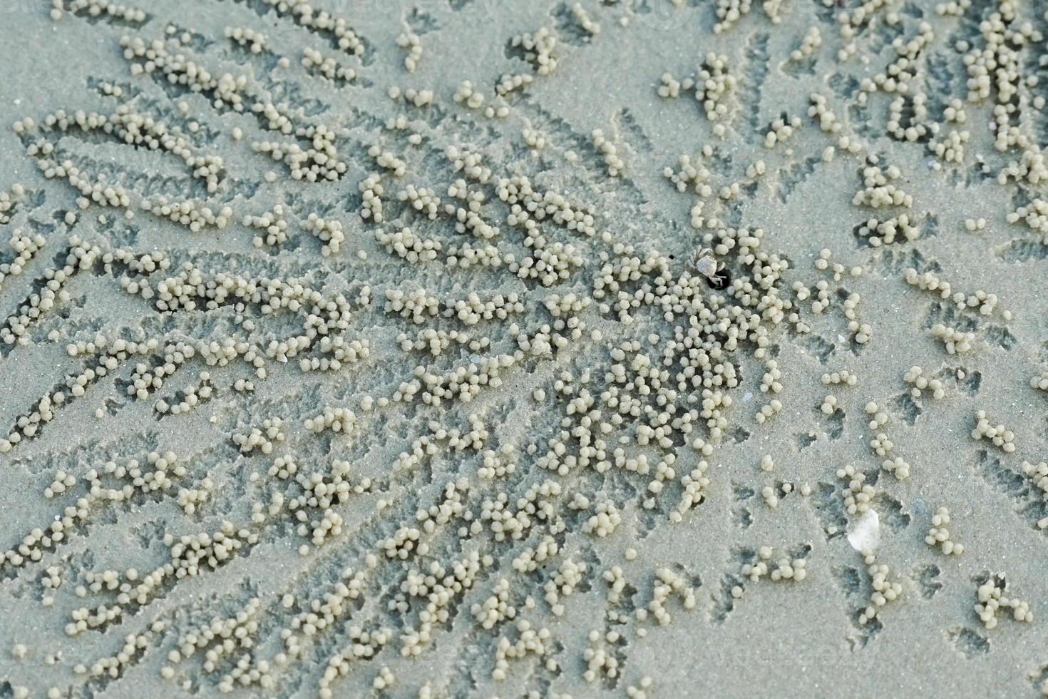 Selective focus on a small ghost crab finding the food from the sand on the beach photo