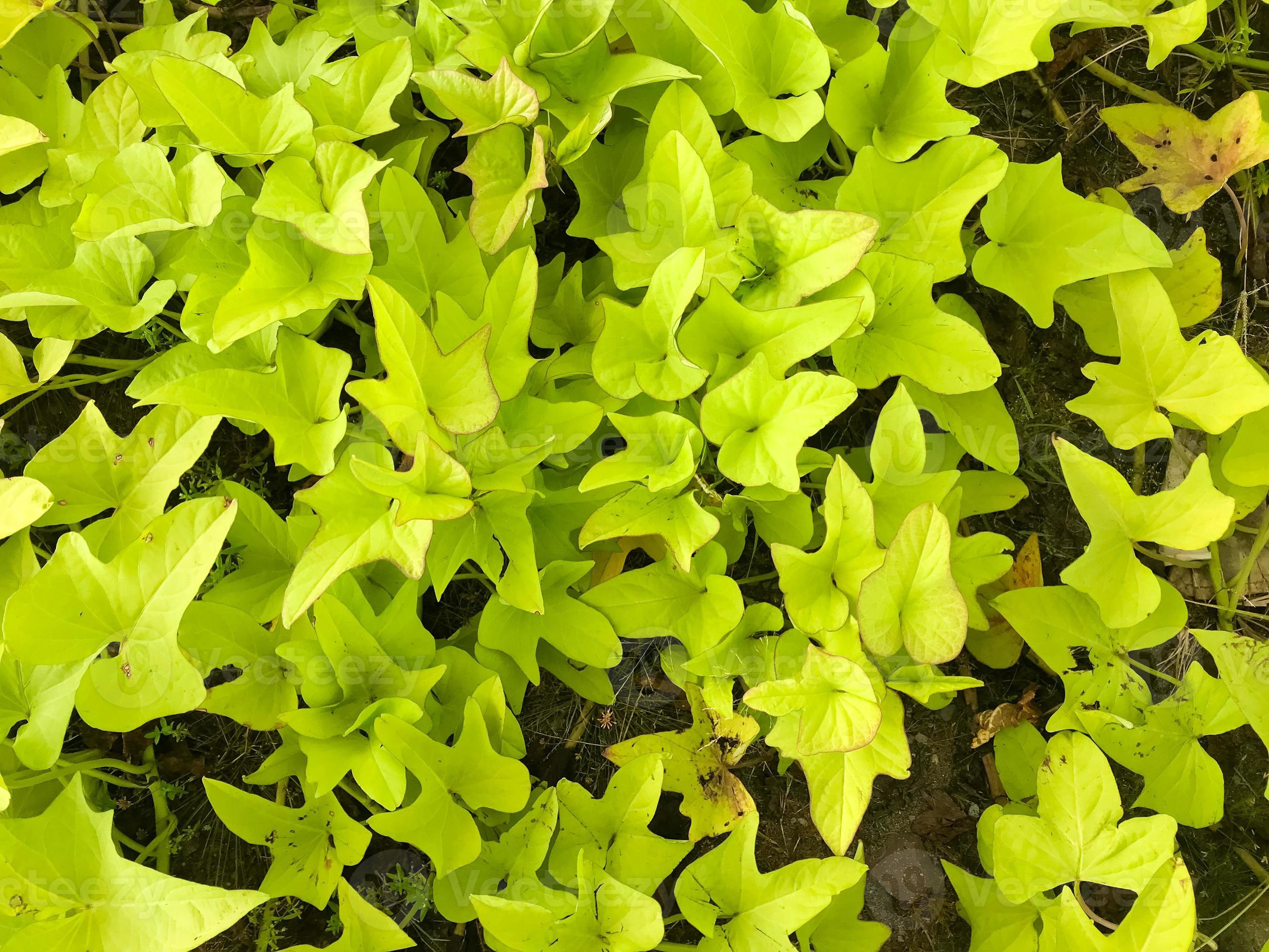 Green Sweet Potato Leaves In Growth At Field 22215087 Stock Photo At green-sweet-potato-leaves-in-growth-at-field-22215087-stock-photo-at