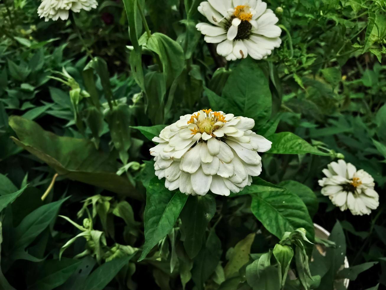 White Zinnia Angustifolia, the narrow-leaf zinnia blooming in the garden. photo