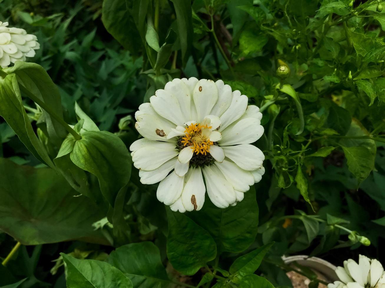 White Zinnia Angustifolia, the narrow-leaf zinnia blooming in the garden. photo