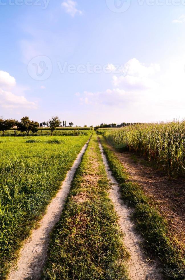 camino en el campo foto