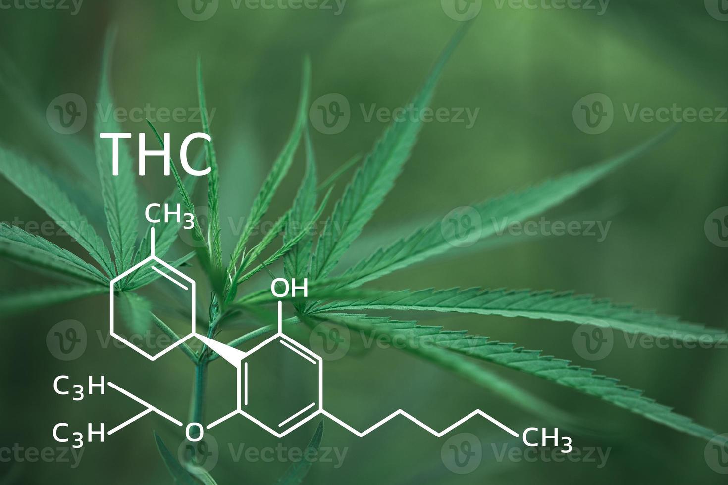 THC formula, Tetrahydrocannabinol. CBD and THC elements in Cannabis, Growing Marijuana, medical marijuana, dispensary business. cannabinoids and health, Hemp industry, green leaf pattern background. photo